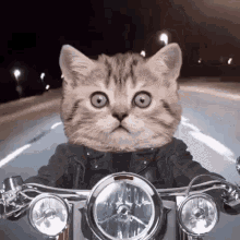 Biker Cat Cat GIF - Biker Cat Cat Driving GIFs