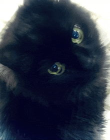 Black Cat GIF