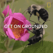 Bee National Geography GIF - Bee National Geography Get On Grounded GIFs