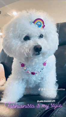 a small white dog wearing a necklace and a hair clip