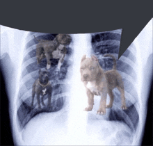 Dog Dogs GIF - Dog Dogs Ribcage GIFs