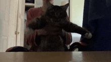 a person is holding a cat in their arms and the cat is looking at the camera .