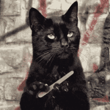 Cat Black Cat GIF - Cat Black Cat Waiting GIFs