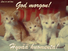 Hyväähuomenta Kissat Korissa GIF - Hyväähuomenta Kissat Korissa GIFs