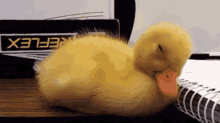 Sleepy Duck GIF