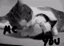 Kedi çağrı Cagri GIF - Kedi çağrı çağrı Cagri GIFs