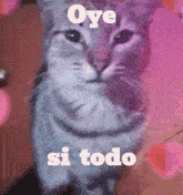 a cat with the words oye si todo written on it