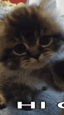 a close up of a kitten laying on a blanket with the word hi written on it .