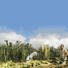 Garantia Safra Corn GIF - Garantia Safra Corn Crops GIFs