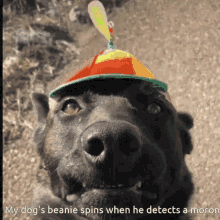 Moron Detecting Dog GIF - Moron Detecting Dog GIFs