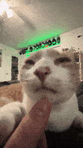 Cat Cute Cat GIF - Cat Cute Cat Stinky Cat GIFs
