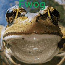 Frog Froggy GIF