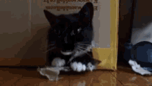 Yorch Cat GIF - Yorch Cat Love GIFs