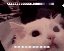 Cat Scream GIF - Cat Scream Cat Scream GIFs