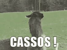 Cassos GIF