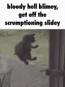 Bloody Hell Cat GIF