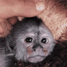 Baby Ape Ape GIF
