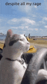 Cat Car GIF - Cat Car Cat Car GIFs