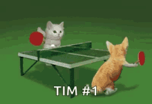 cats tennis table tennis playing