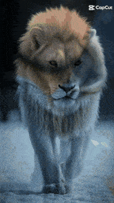 a picture of a lion with a capcut logo in the corner