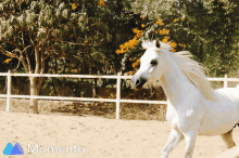 Mahboob Horse GIF - Mahboob Horse Run GIFs