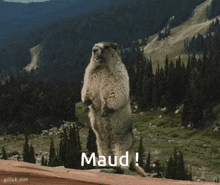Maud Marmotte GIF - Maud Marmotte Hey GIFs