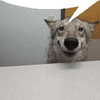 a close up of a dog with a speech bubble above it