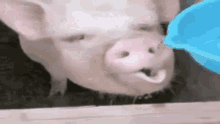 свинья пьет GIF - свинья пьет Pig GIFs