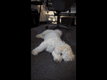 Ellie Lazy GIF - Ellie Lazy Dog GIFs