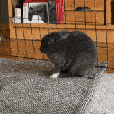 a black rabbit sits on a rug in front of a nintendo switch controller box