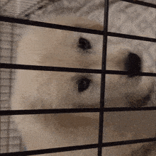 a close up of a dog in a cage looking through the bars