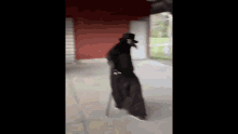 GIF