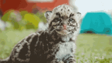 Crying Snow Leopard Day GIF - Crying Snow Leopard Day Indias Wild Leopards GIFs
