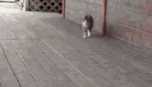 Cat Sneaky GIF - Cat Sneaky Cominh GIFs