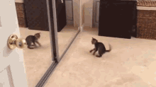 Want To Fight Me Punk? GIF - Cat Kitten Fight GIFs