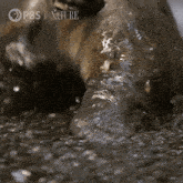 a close up of a bear in the water with pbs nature written on the bottom right