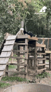 two animals are playing on a wooden playground with animalsasia in the background