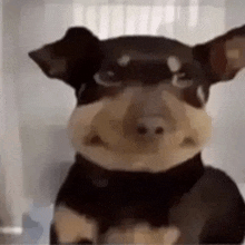 Dog GIF - Dog GIFs