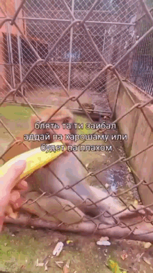 a person is feeding a monkey a banana through a chain link fence ..