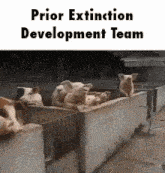 a group of pigs are sitting in a pen with the words prior extinction development team written above them .