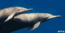 Dolphins Swimming GIF - Dolphins Swimming Chillin GIFs