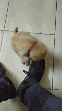 Oliviajade Cute Puppy GIF - Oliviajade Cute Puppy Golden Retriever GIFs