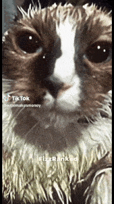 a close up of a cat 's face with the words fizzranked on the bottom