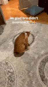a cat sitting on a rug with the caption im glad bro didn t overreact
