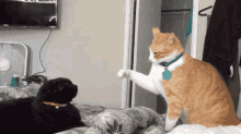 Cat Slap Cat GIF - Cat Slap Cat Cat Fight GIFs