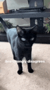 Disagree Cat GIF - Disagree Cat Car GIFs
