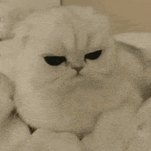 a white cat with big eyes is laying on a bed .