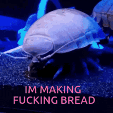 Bread Isopod GIF - Bread Isopod Fish GIFs
