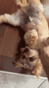a dog is laying on its back on a wooden floor
