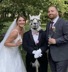 a bride and groom pose with a llama in a suit